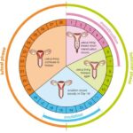 calendario-de-ovulacion-ladytimer-descubre-tu-fecha-de-ovulacion