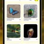 como-identificar-insectos-online-aprende-a-descargar-e-instalar-nuestra-app-gratis