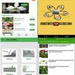cual-es-la-mejor-app-gratis-para-identificar-y-cuidar-de-tus-plantas