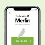 descubre-aves-con-la-app-merlin-bird-id-de-cornell-lab