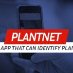 plantsnap-o-plantnet-gratis-descubre-cual-es-la-mejor-opcion-para-identificar-plantas